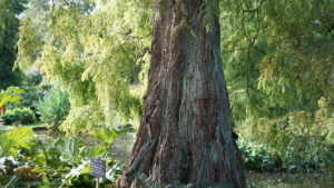 A tree trunk i really liked at beth chatto's garden