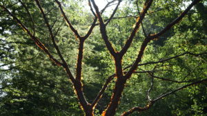 Loved how the light looked around this tree at beth chatto's garden