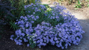 A lovely purpley flower