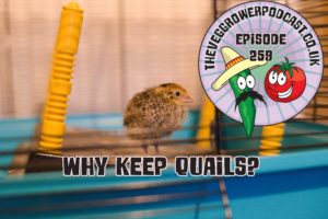 Join me in this weeks podcast where I discuss why I think quails are great in small gardens especially if your unable to keep chickens.