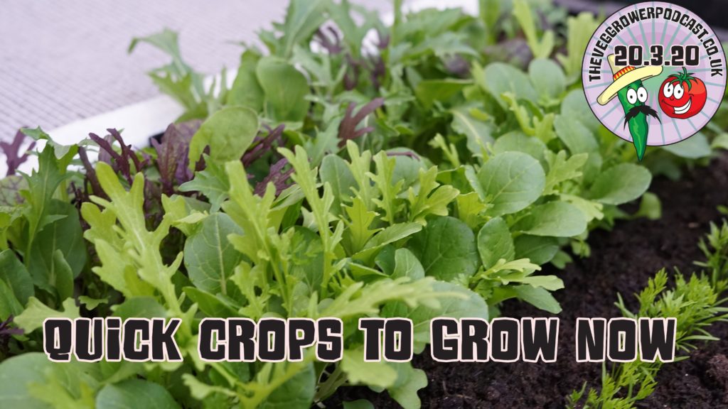 Join me in this extra podcast where I share my ideas for some quick crops to grow now. This podcast is produced in light of the current circumstances we find ourselves in.