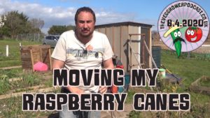 In todays video I am moving some raspberry canes from my allotment to home. These canes were in the wrong place and we wanted some raspberries at home. As we are making do with what we have, it made sense to move these canes to home. The raspberry variety in this video is all gold, a yellow autumn variety. Check out the video below.
