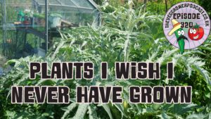 Join me in today's podcast where I shall be discussing a few plants I should never have grown and why. I also have the latest from the plots.