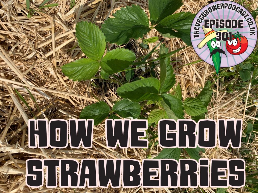 Join me today as I share with you how we grow strawberries. I also share the latest from the allotment and garden.