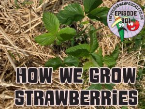 Join me today as I share with you how we grow strawberries. I also share the latest from the allotment and garden.