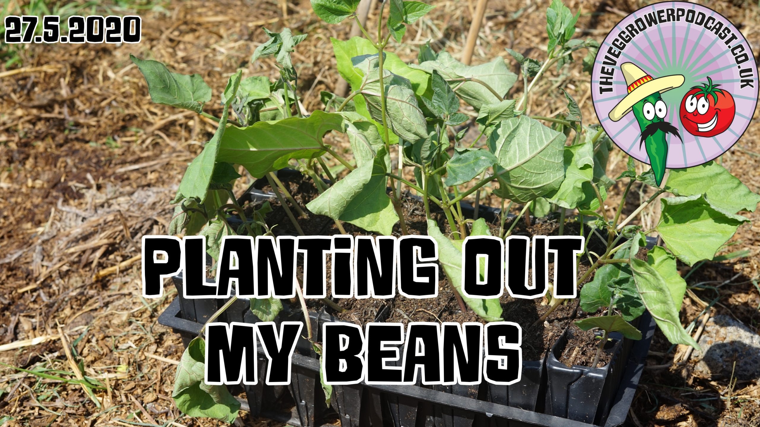 Video. Planting out my beans. The veg grower podcast