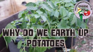 Join me in today's podcast where I share why we earth up potatoes. I also share the latest from the plots.