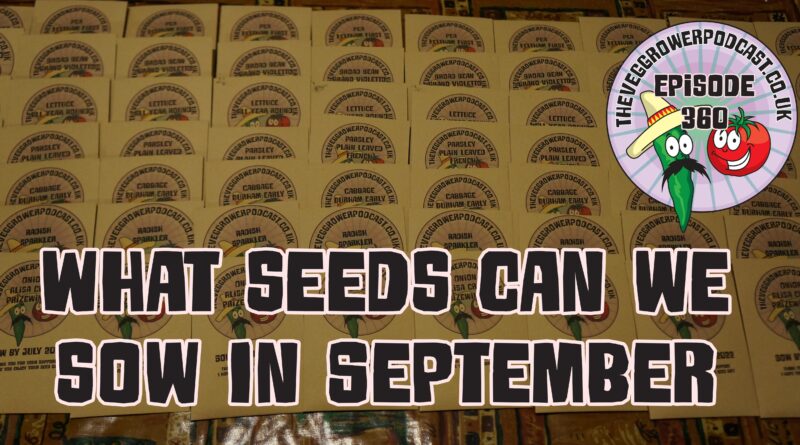In this weeks podcast I am looking at what seeds we can sow in September. I also share the latest from the plots.