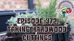Join me in this podcast where I have taken some hardwood cutting of my herb plants and I discuss how I have learnt to be more succesful with my cuttings. I also share the latest from my plots.