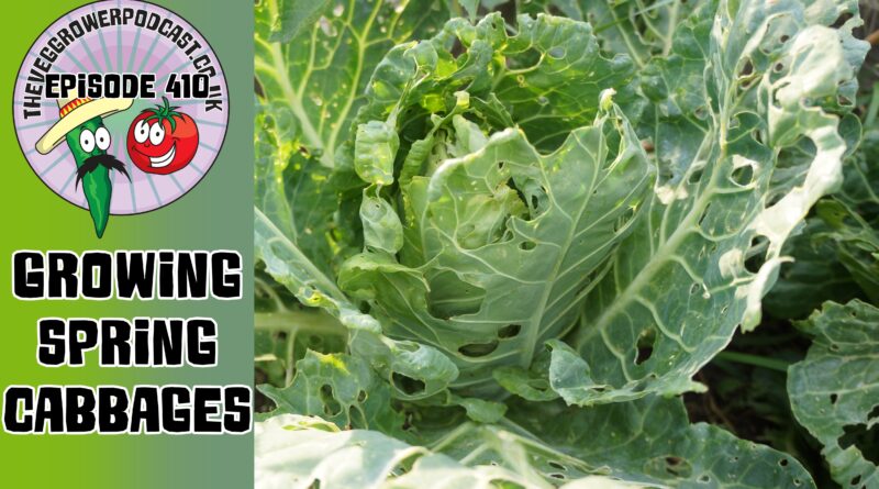 Join Richard in this weeks vegetable gardening podcast where he is talking about growing spring cabbages. Richard also shares the latest from the allotment and vegetable patch.