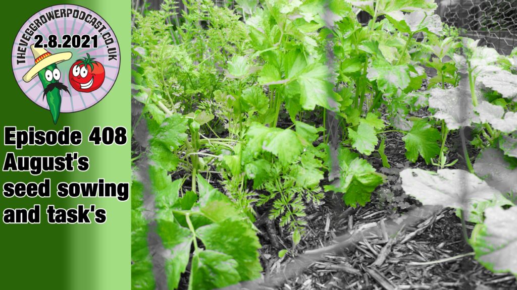 This week on the veg grower podcast Richard is sharing what seeds can be sown in August and what tasks can be tackled. Richard also has the product of the month and the latest from the allotment and vegetable garden