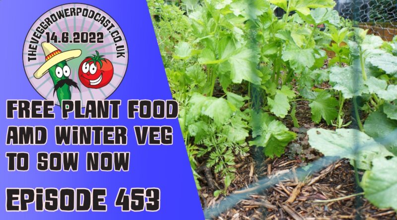 Join Richard in this weeks veg grower podcast. This week Richard is discussing free plant food and winter veg to sow now. Richard also shares the latest from the plots.