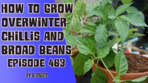 Join Richard on this weeks veg grower podcast. This week Richard is starting to grow some chillies to over winter and preparing to get started with overwintering broad beans.