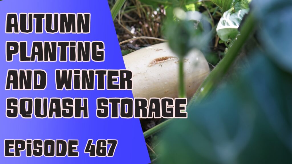 Join Richard in this weeks veg grower podcast where this weeks Richard is talking about Autumn planting plants and how he stores his Winter squash. Of course Richard also shares the latest from the plots too.