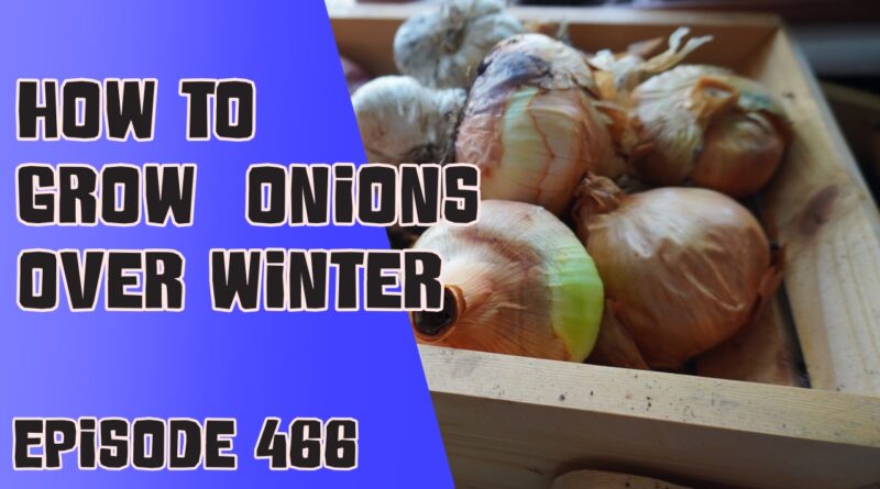 Join Richard in this weeks veg grower podcast where this week Richard is sharing how to grow overwintering onions and shares a book review. There's also the latest from the plots
