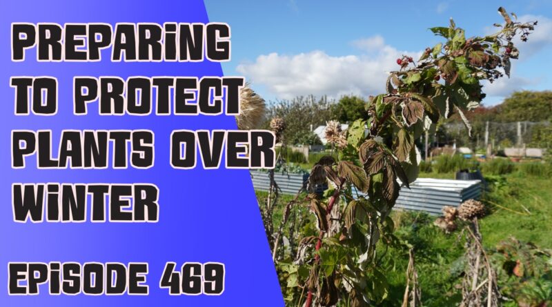 With the sudden drop in temperature and the strong winds Richard has starting preparing to protect his plants over winter in this weeks veg grower podcas