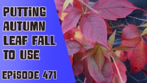 Join Richard Suggett in this weeks veg grower podcast where this week Richard is starting to put some of the fallen leaves to use on the allotment. Richard also shares the latest from the plots