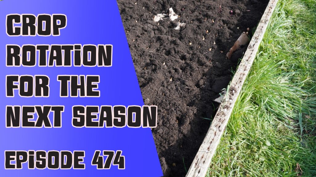 Join Richard in this weeks veg grower podcast. A podcast dedicated to the growing of vegetable on an allotment and veg patch. This week Richard is thinking about his crop rotation plans as well as the latest from the plots.