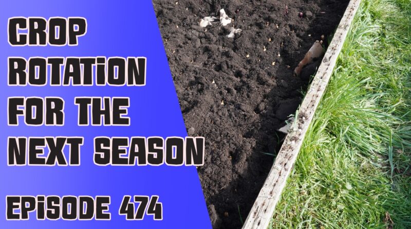 Join Richard in this weeks veg grower podcast. A podcast dedicated to the growing of vegetable on an allotment and veg patch. This week Richard is thinking about his crop rotation plans as well as the latest from the plots.