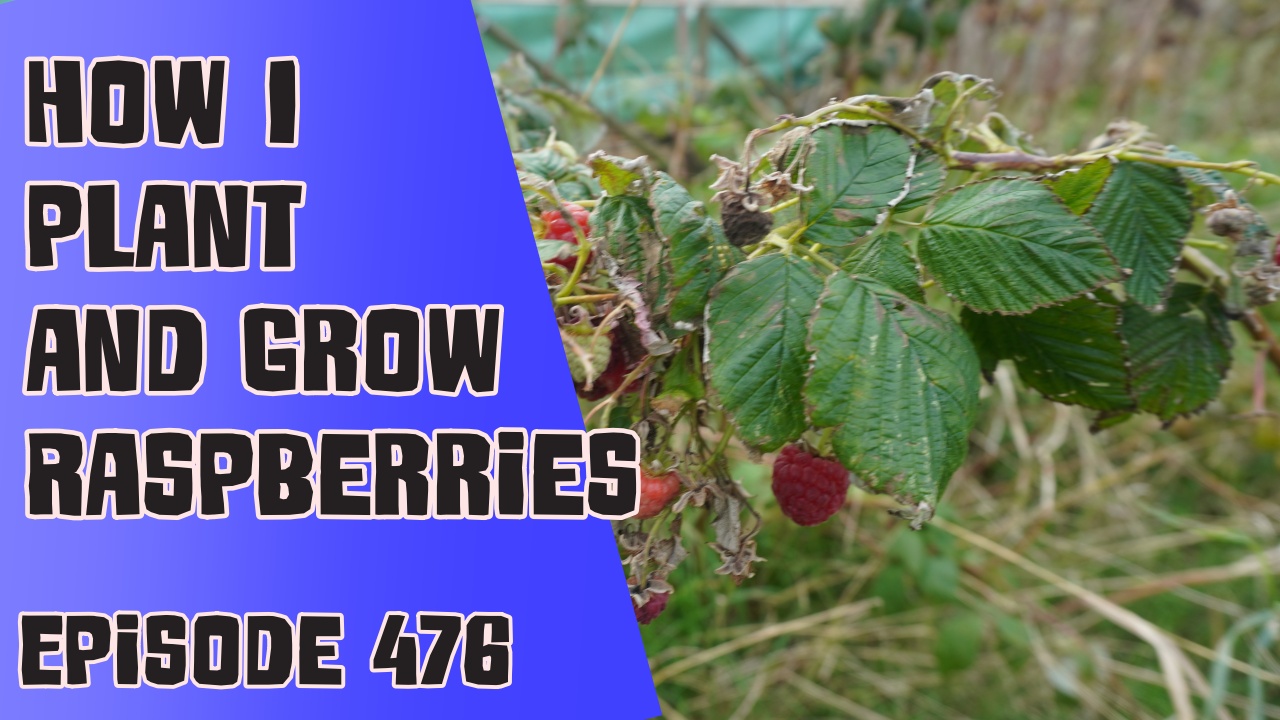 476 How I plant and grow raspberries. The Veg Grower Podcast