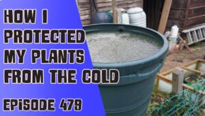 How I protected my plants from the cold