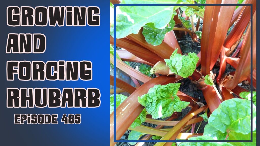Join Richard in this weeks veg grower podcast where Richard is growing and forcing rhubarb. Richard also shares the latest from the plots.
