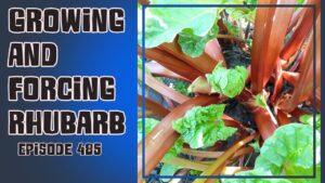 Join Richard in this weeks veg grower podcast where Richard is growing and forcing rhubarb. Richard also shares the latest from the plots.