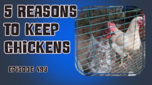 If you're a veg grower, have you considered keeping chickens! Not only do they provide fresh eggs, but they also help with pest control and fertilizing your garden