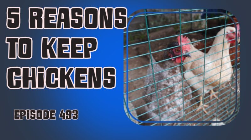 If you're a veg grower, have you considered keeping chickens! Not only do they provide fresh eggs, but they also help with pest control and fertilizing your garden