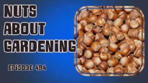 In episode 494 of The Veg Grower Podcast, we explore the world of nuts sharing tips for growing hazelnuts, groundnuts, tiger nuts
