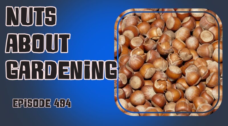 In episode 494 of The Veg Grower Podcast, we explore the world of nuts sharing tips for growing hazelnuts, groundnuts, tiger nuts