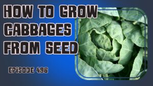 Learn how to grow cabbages from seed in the UK with our helpful tips and advice. Get your garden ready for winter and Christmas with this classic vegetable.