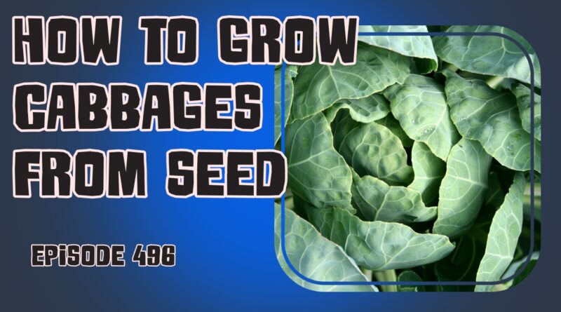Learn how to grow cabbages from seed in the UK with our helpful tips and advice. Get your garden ready for winter and Christmas with this classic vegetable.