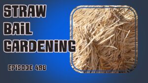 Learn about straw bale gardening and get an update on our garden and allotment in this week's veg grower podcast episode.