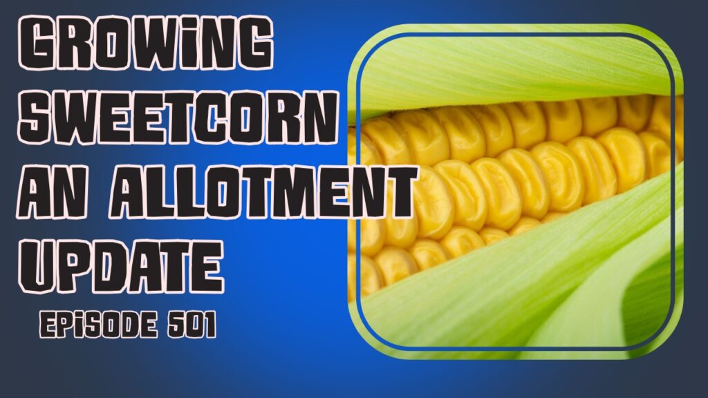 Learn how to grow sweetcorn from seed in the UK and enjoy a delicious creamed spinach recipe. Join The Veg Grower Podcast for valuable tips and updates.