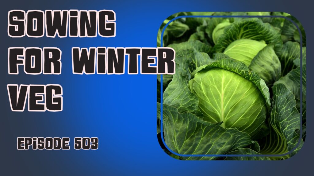 Episode 503 of the Veg Grower Podcast: Sow now for winter veg, garden updates, and a flavourful Spinach and Chickpea Curry recipe. Join us