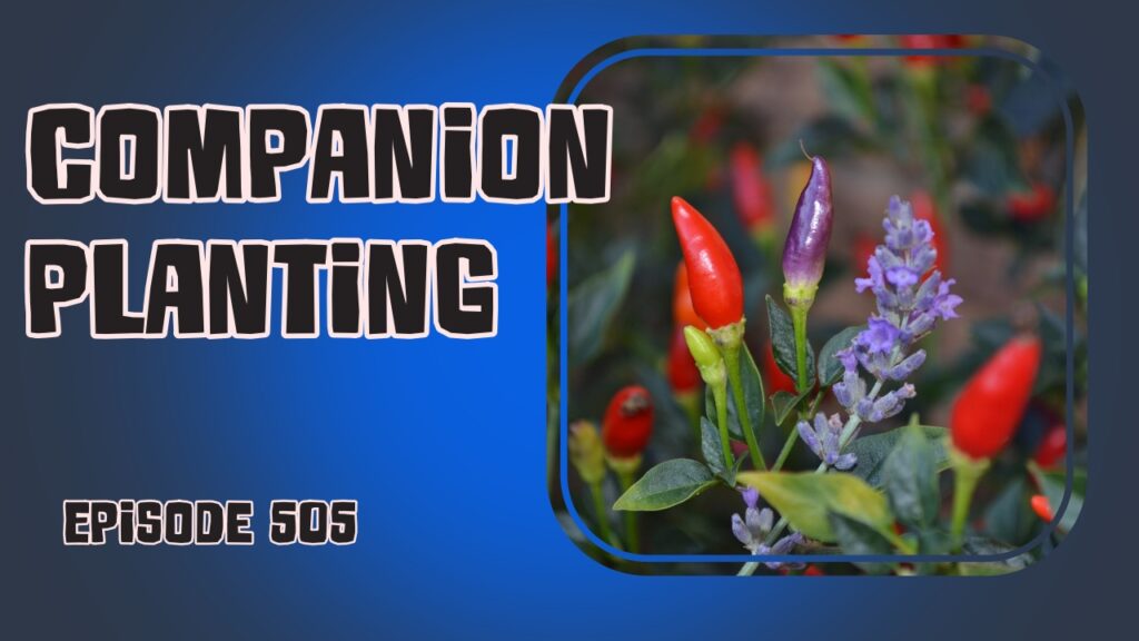 Discover the benefits of companion planting.. Updates from the allotment and garden, plus a refreshing potato salad recipe.
