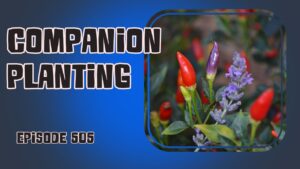 Discover the benefits of companion planting.. Updates from the allotment and garden, plus a refreshing potato salad recipe.