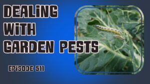 Discover natural pest control methods & updates from our lively allotment. Learn to tackle peach leaf curl, powdery mildew & more. Happy gardening