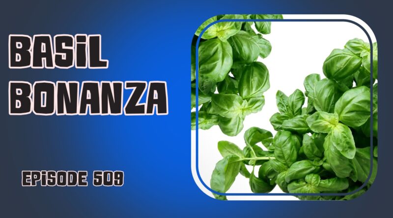 Discover tips for growing basil and a delicious homemade pesto recipe in this basil-filled episode of the Veg Grower Podcast.
