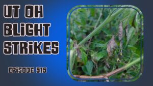 Join us in the latest Veg Grower Podcast episode as we navigate through garden challenges, triumphs, and the battle against blight.