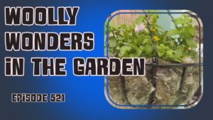 Explore the benefits of woollen garden products in sustainable gardening with Richard on Episode 521 of the Veg Grower Podcast!