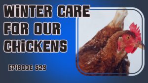 Discover essential winter care tips for our chickens. From coop cleaning rituals to entertainment ideas, ensure your feathered friends thrive