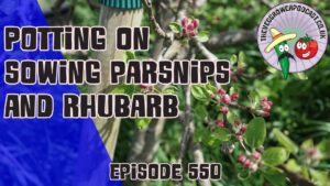 In this weeks podcast from the veg grower podacst, RIchard is busy potting on, sowing parsnip and tending to his rhubarb.