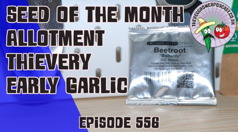 Discover tips on growing Beetroot Boltardy, securing your allotment, and harvesting early garlic in Veg Grower Podcast #556.