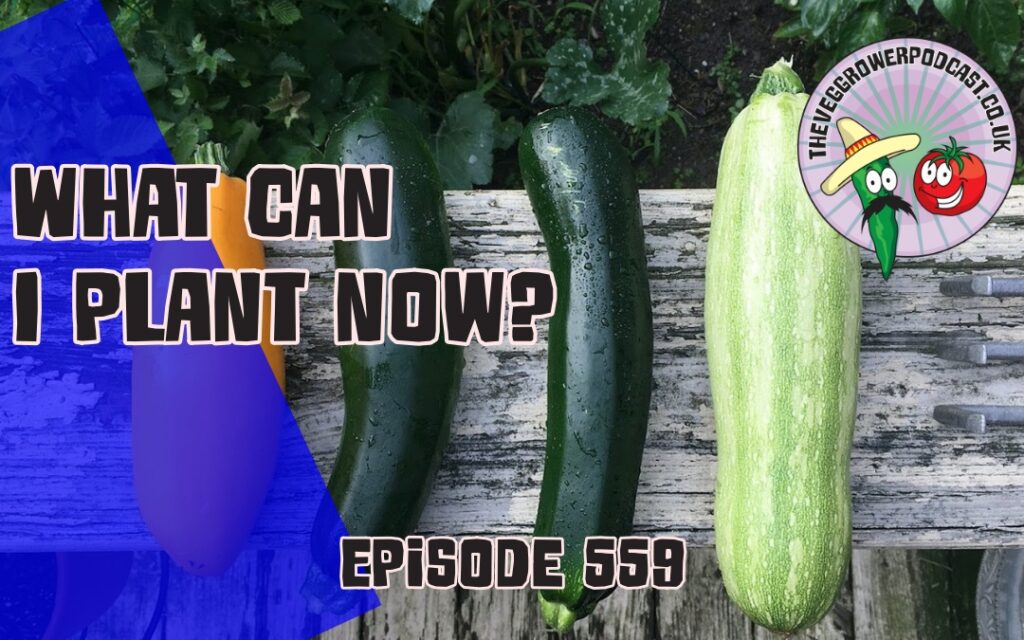 Discover the best crops to plant now, essential heatwave watering tips, and a refreshing strawberry lavender sorbet recipe in Episode 559