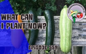 Discover the best crops to plant now, essential heatwave watering tips, and a refreshing strawberry lavender sorbet recipe in Episode 559