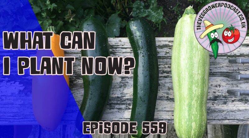 Discover the best crops to plant now, essential heatwave watering tips, and a refreshing strawberry lavender sorbet recipe in Episode 559