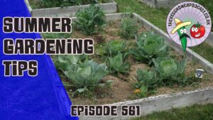 In this weeks veg grower podcast Richard is turning his attention to the summer gardening care, as well as picking up a few bargain plants.