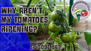 Join us in this weeks podcast where we ask why aren't our tomatoes ripening? Richard ahs also embarked on an upcycling project.